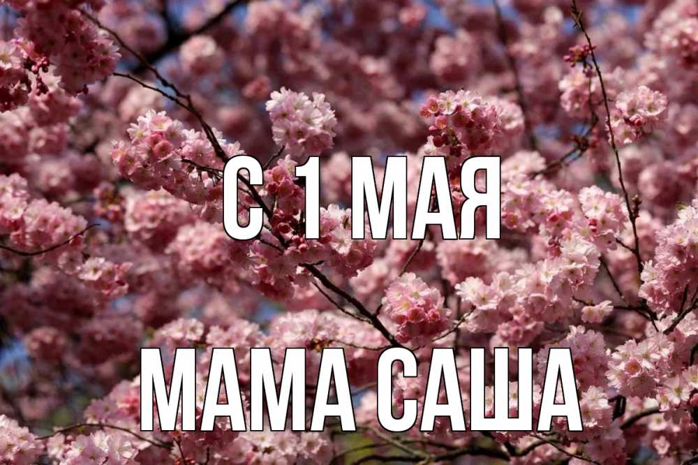 Открытка на каждый день с именем, Мама-Саша С 1 мая С 1 мая Прикольная открытка с пожеланием онлайн скачать бесплатно 