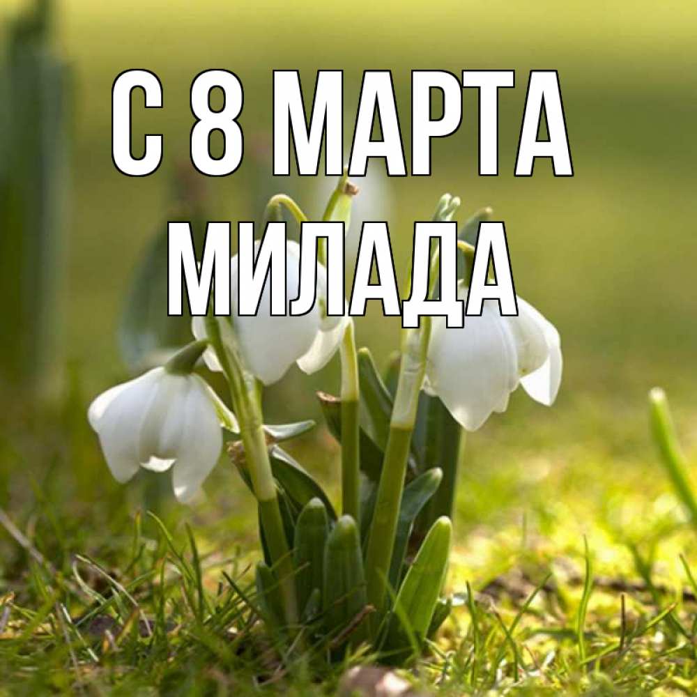 Открытка на каждый день с именем, Милада С 8 МАРТА ранние цветы 2 Прикольная открытка с пожеланием онлайн скачать бесплатно 
