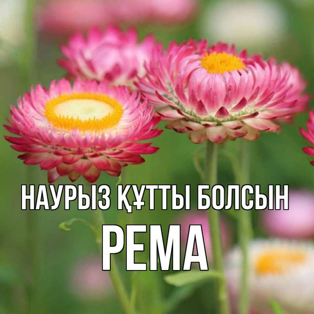 Открытка на каждый день с именем, Рема Наурыз құтты болсын подарок на международный женский день Прикольная открытка с пожеланием онлайн скачать бесплатно 