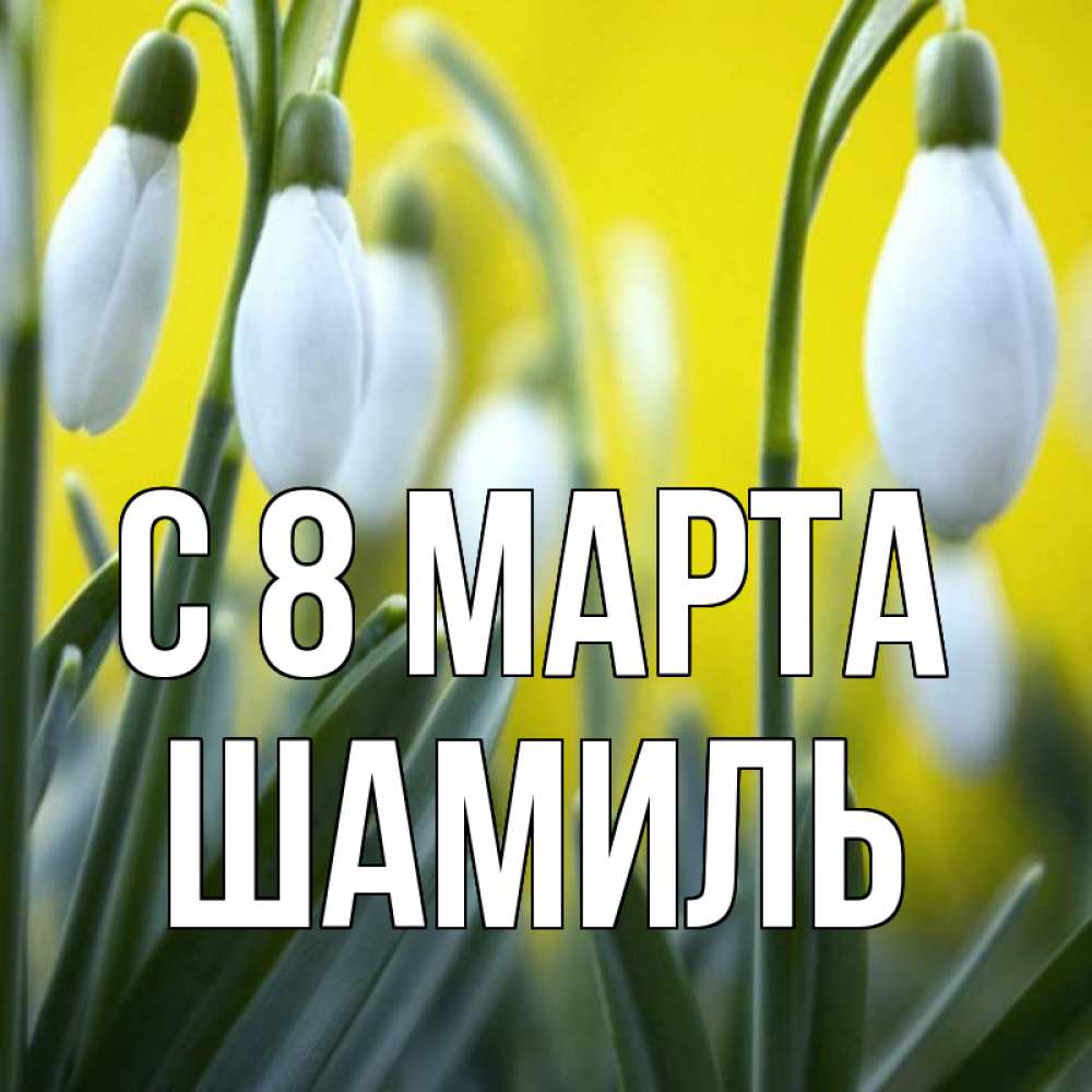 Открытка на каждый день с именем, Шамиль С 8 МАРТА весенние цветы Прикольная открытка с пожеланием онлайн скачать бесплатно 