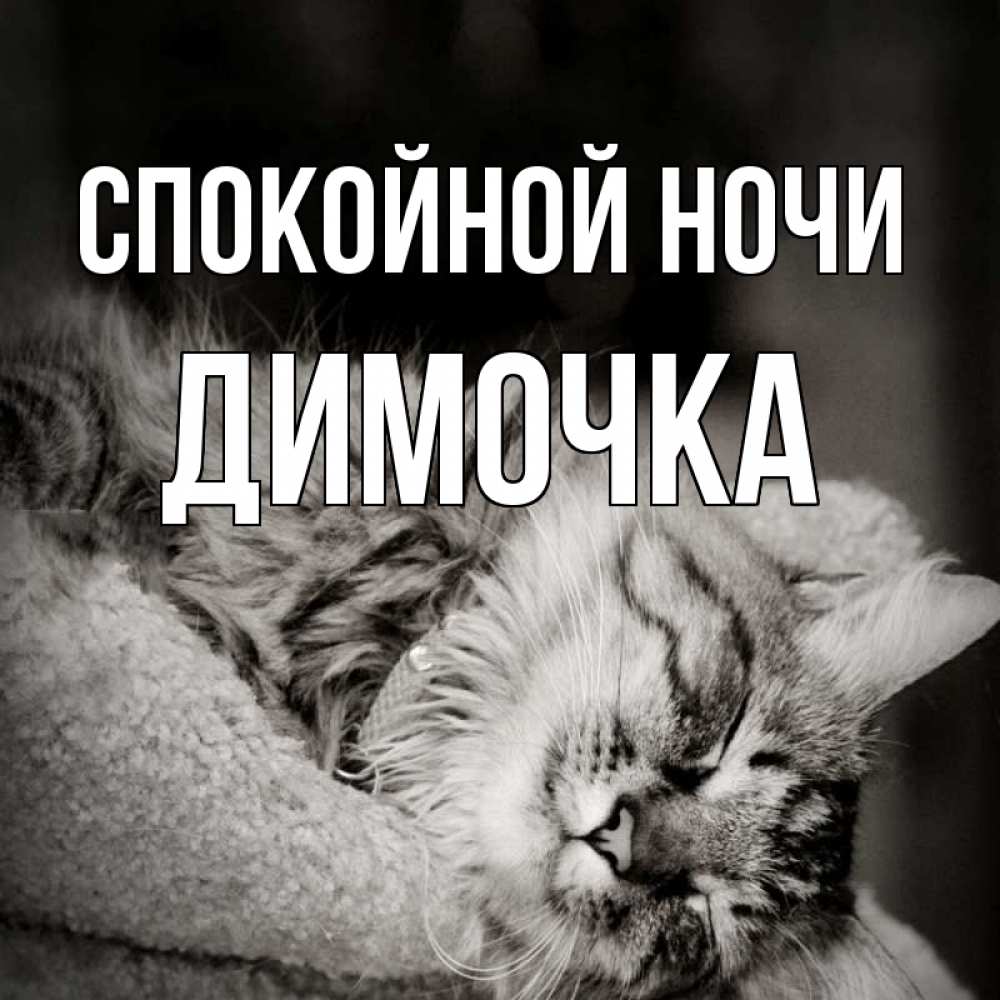 Открытка на каждый день с именем, Димочка Спокойной ночи котярик пушистый Прикольная открытка с пожеланием онлайн скачать бесплатно 