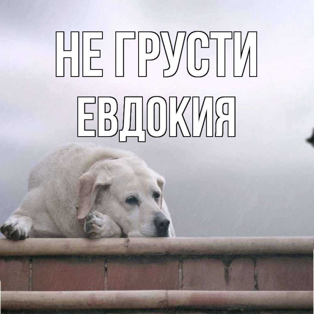 Открытка на каждый день с именем, Евдокия Не грусти белый пес 1 Прикольная открытка с пожеланием онлайн скачать бесплатно 