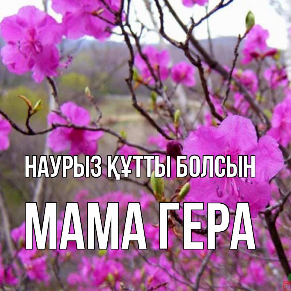 Открытка на каждый день с именем, Мама-Гера Наурыз құтты болсын наурыз мейрамы кутты болсын Прикольная открытка с пожеланием онлайн скачать бесплатно 