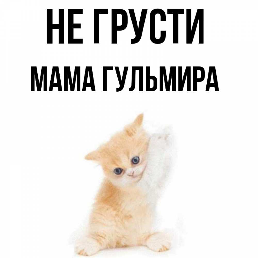 Открытка на каждый день с именем, Мама-Гульмира Не грусти просящий кот Прикольная открытка с пожеланием онлайн скачать бесплатно 