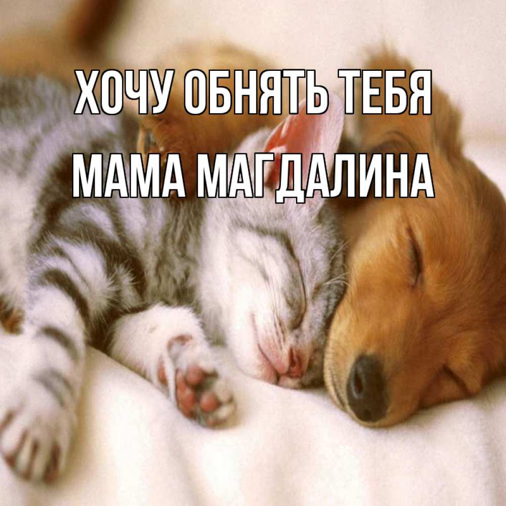 Открытка на каждый день с именем, Мама-Магдалина Хочу обнять тебя пес и котенок Прикольная открытка с пожеланием онлайн скачать бесплатно 