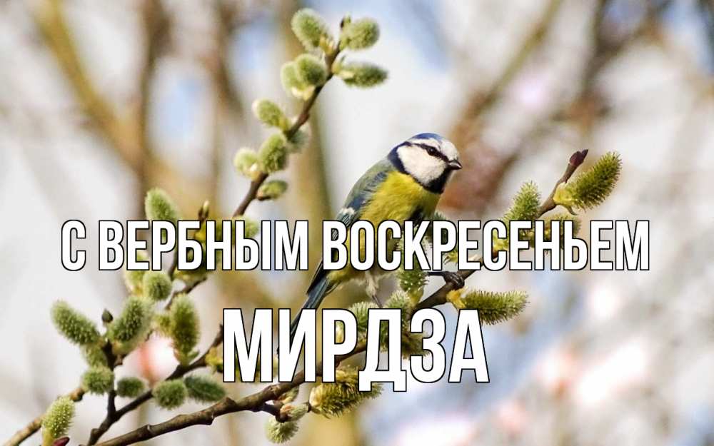 Открытка на каждый день с именем, Мирдза С вербным воскресеньем верба Прикольная открытка с пожеланием онлайн скачать бесплатно 