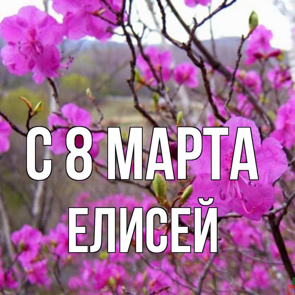 Открытка на каждый день с именем, Елисей С 8 МАРТА международный женский день Прикольная открытка с пожеланием онлайн скачать бесплатно 