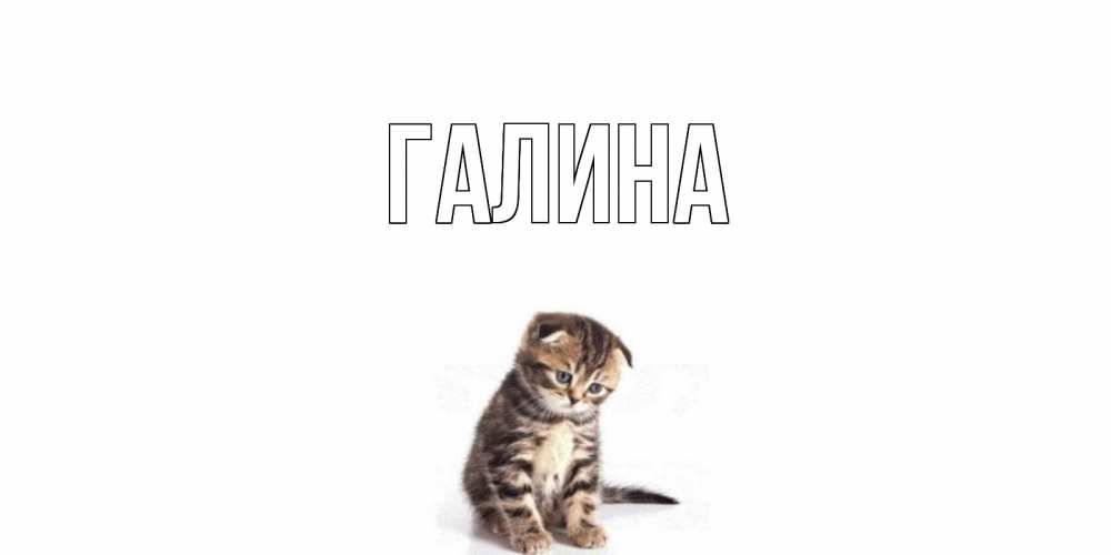 Открытка на каждый день с именем, Галина Главная кот Прикольная открытка с пожеланием онлайн скачать бесплатно 
