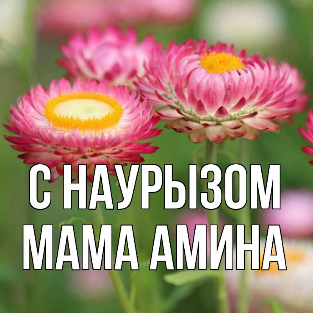 Открытка на каждый день с именем, Мама-Амина С наурызом подарок на международный женский день Прикольная открытка с пожеланием онлайн скачать бесплатно 