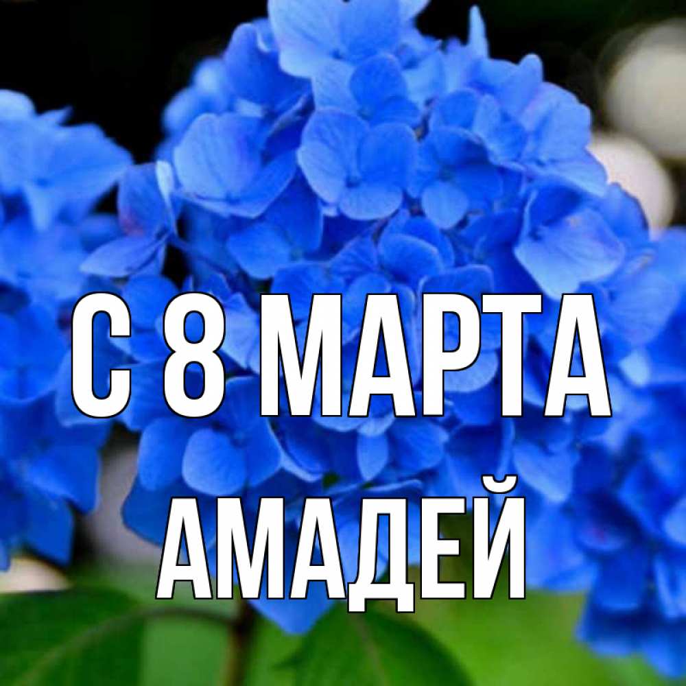 Открытка на каждый день с именем, Амадей С 8 МАРТА синие цветы Прикольная открытка с пожеланием онлайн скачать бесплатно 