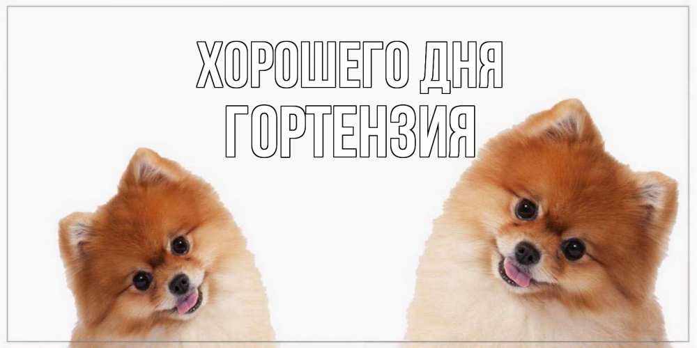 Открытка на каждый день с именем, Гортензия Хорошего дня собачки желают прекрасного дня Прикольная открытка с пожеланием онлайн скачать бесплатно 