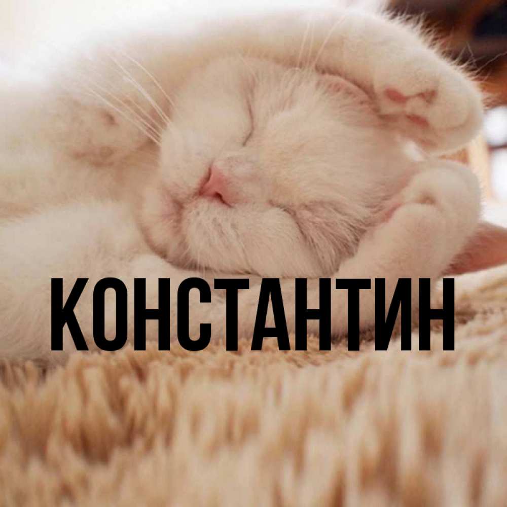Открытка на каждый день с именем, Константин Главная Котенок спит Прикольная открытка с пожеланием онлайн скачать бесплатно 