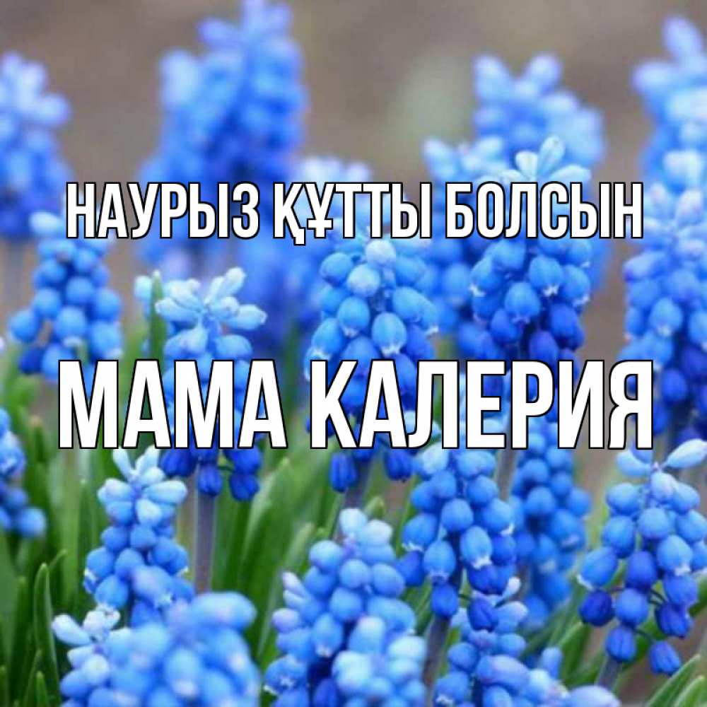 Открытка на каждый день с именем, Мама-Калерия Наурыз құтты болсын Поздравительная открытка для женщин с цветами на праздничную дату Прикольная открытка с пожеланием онлайн скачать бесплатно 
