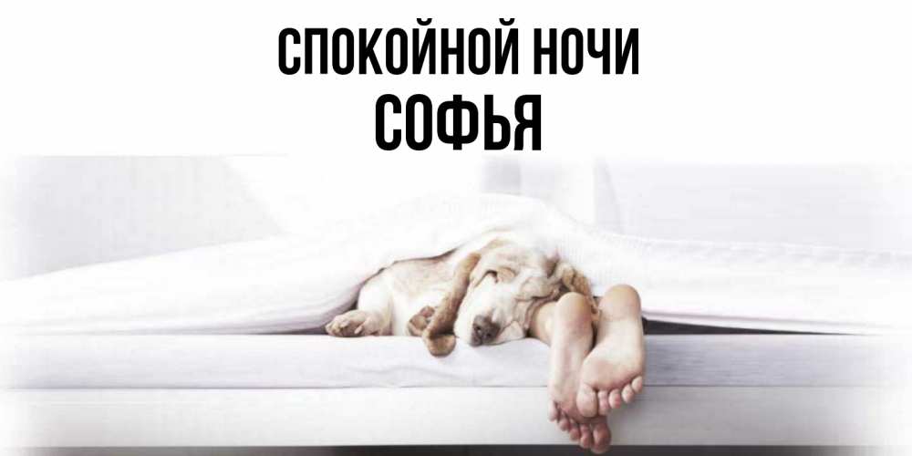 Открытка на каждый день с именем, Софья Спокойной ночи кровать с собакой пожелание сладких снов и спокойной ночи Прикольная открытка с пожеланием онлайн скачать бесплатно 