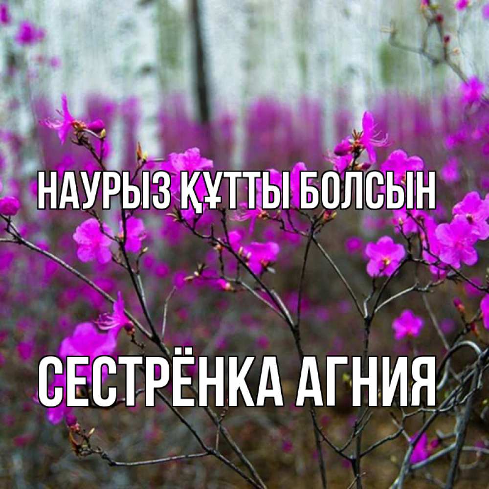 Открытка на каждый день с именем, Сестрёнка-Агния Наурыз құтты болсын дикие цветы Прикольная открытка с пожеланием онлайн скачать бесплатно 