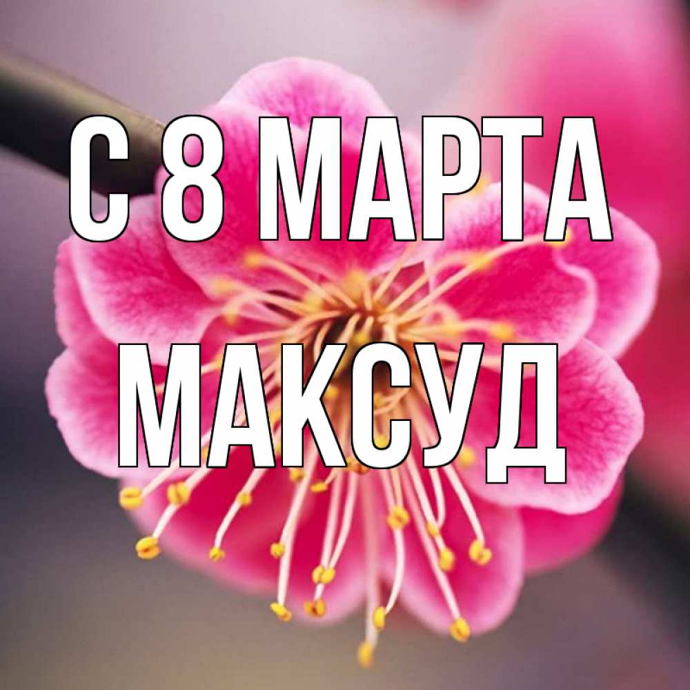 Открытка на каждый день с именем, Максуд С 8 МАРТА цветы Прикольная открытка с пожеланием онлайн скачать бесплатно 