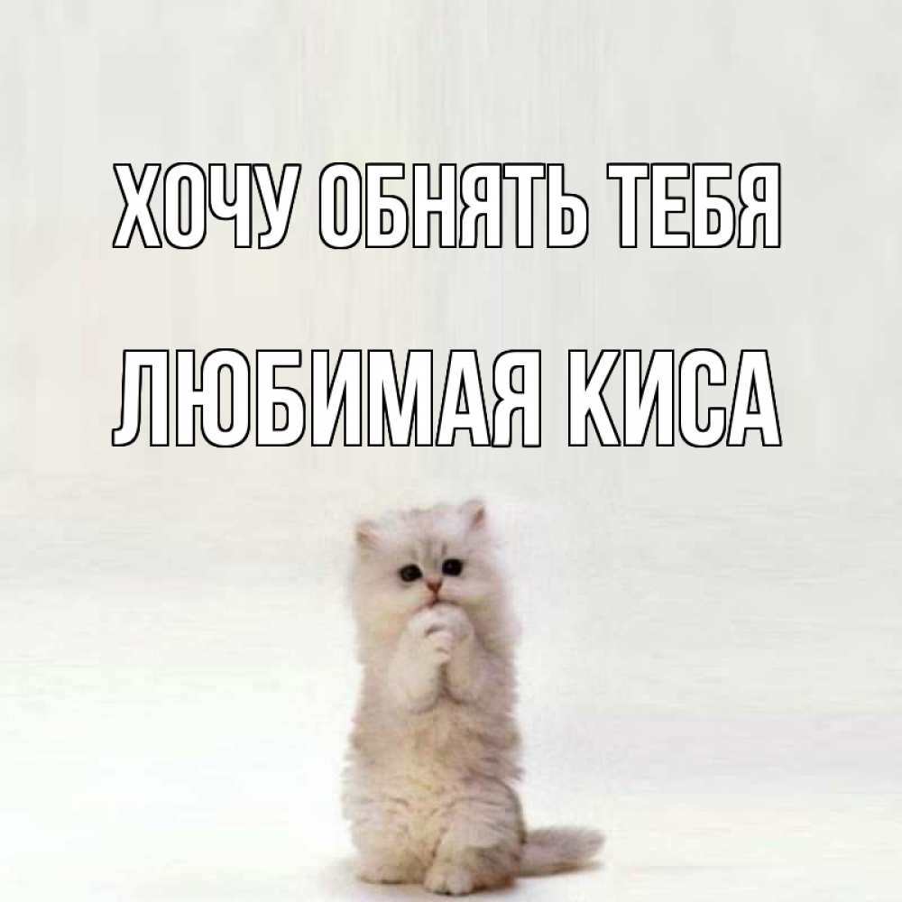 Открытка любимой кисе, дне рождения