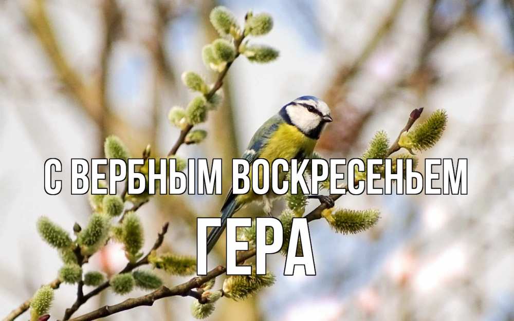Открытка на каждый день с именем, Гера С вербным воскресеньем верба Прикольная открытка с пожеланием онлайн скачать бесплатно 