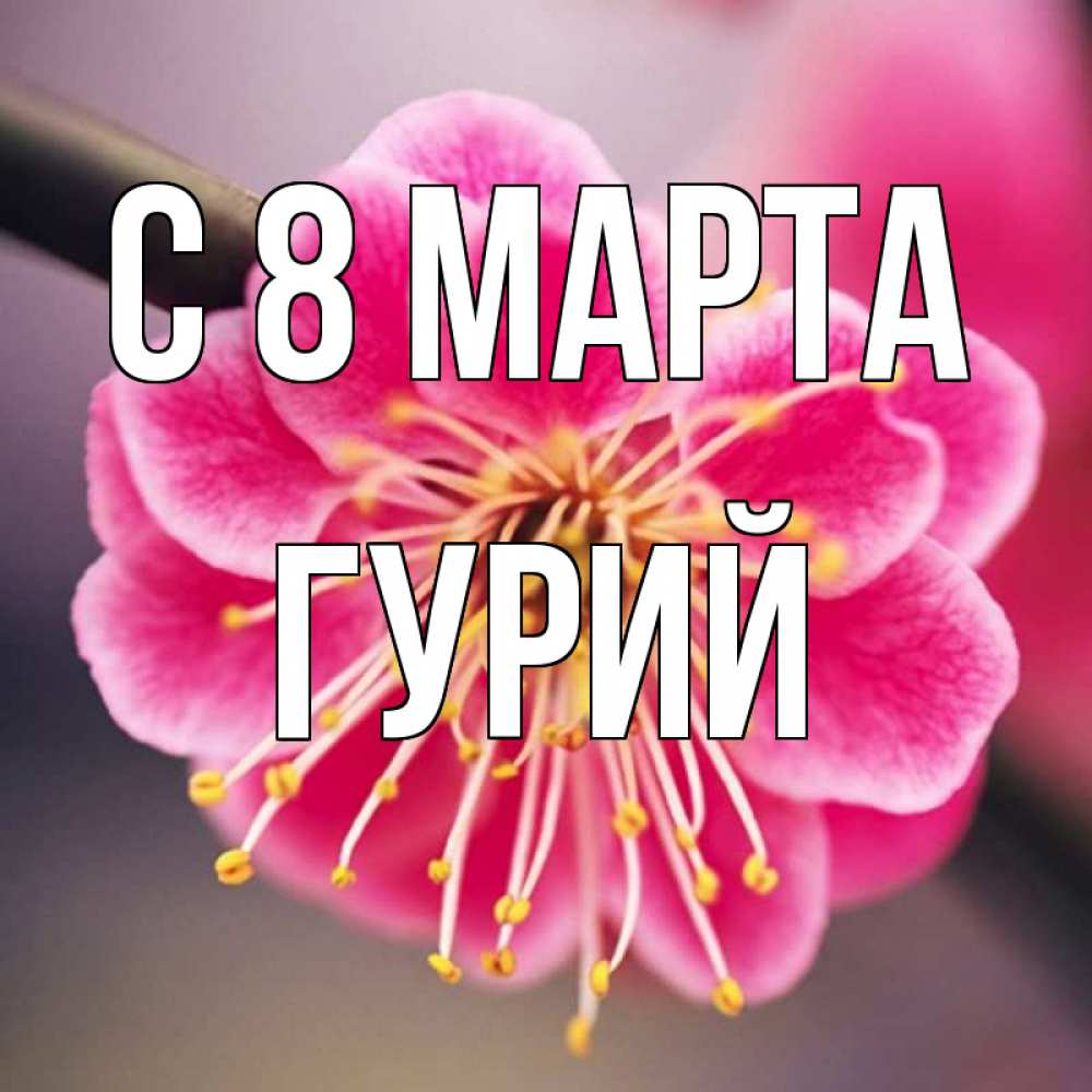 Открытка на каждый день с именем, Гурий С 8 МАРТА цветы Прикольная открытка с пожеланием онлайн скачать бесплатно 