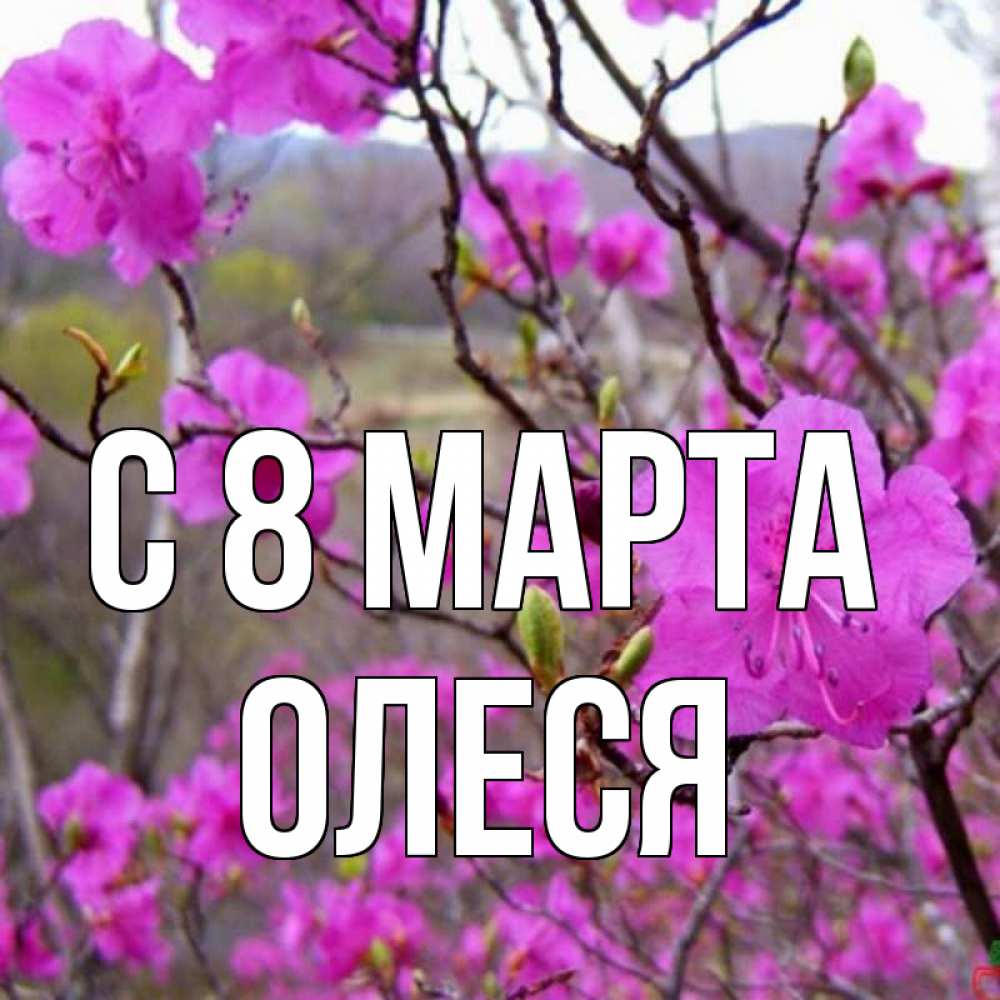 Открытка на каждый день с именем, Олеся С 8 марта международный женский день Прикольная открытка с пожеланием онлайн скачать бесплатно 