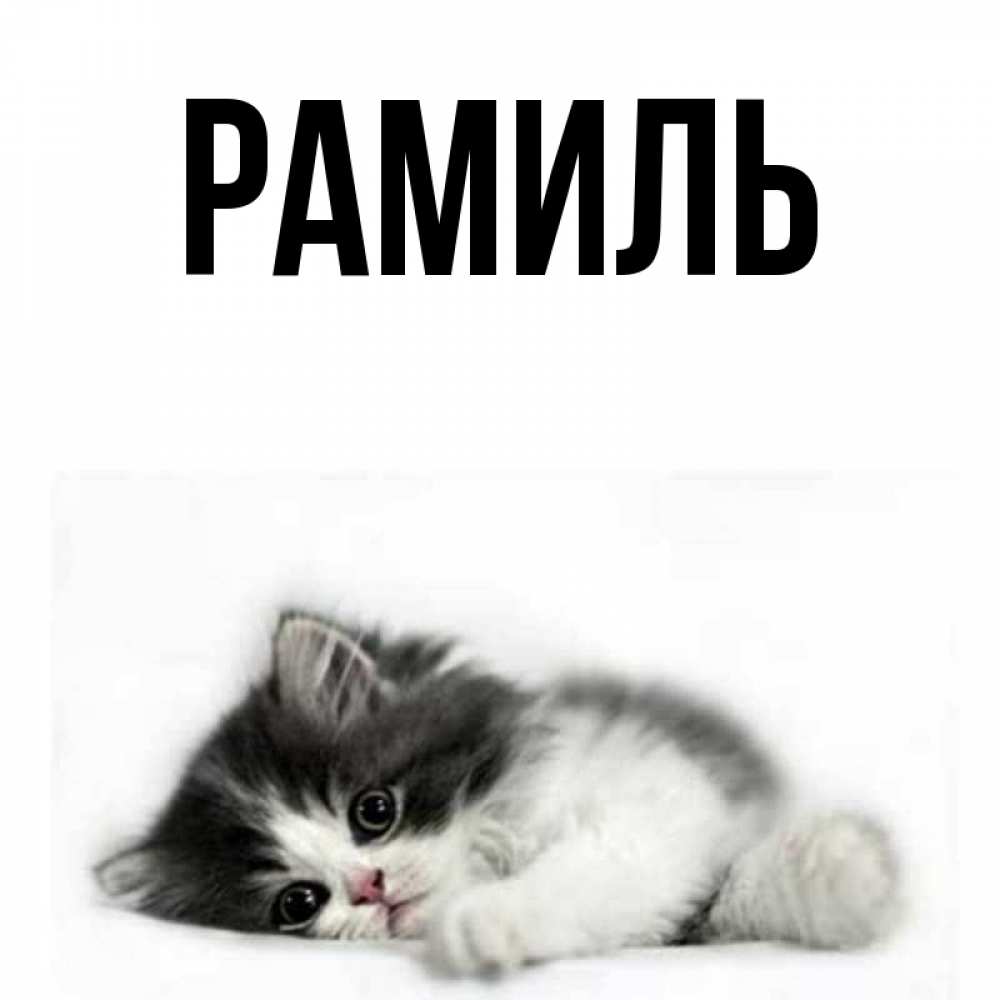 Открытка на каждый день с именем, Рамиль Главная черный и белый кот Прикольная открытка с пожеланием онлайн скачать бесплатно 