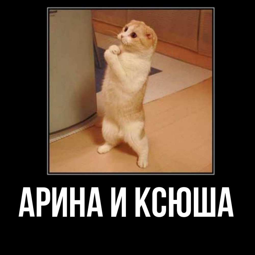 Открытка на каждый день с именем, Арина-и-Ксюша Главная открытка с милым несчастным котиком просящим прощения Прикольная открытка с пожеланием онлайн скачать бесплатно 