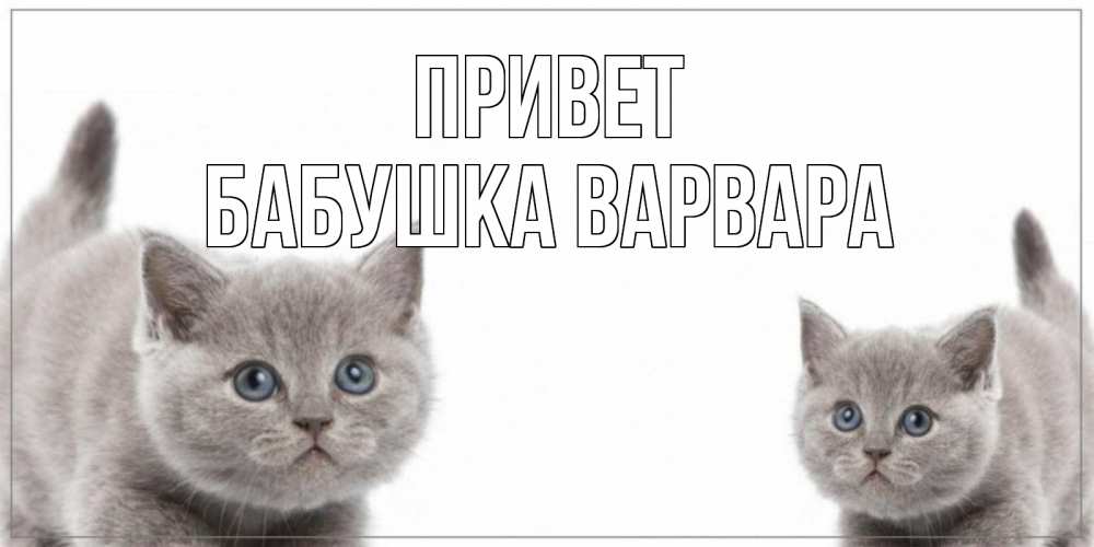 Открытка на каждый день с именем, Бабушка-Варвара Привет коты Прикольная открытка с пожеланием онлайн скачать бесплатно 