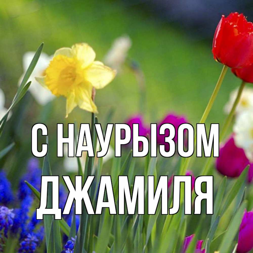 Открытка на каждый день с именем, Джамиля С наурызом праздник весны наурыз 3 Прикольная открытка с пожеланием онлайн скачать бесплатно 