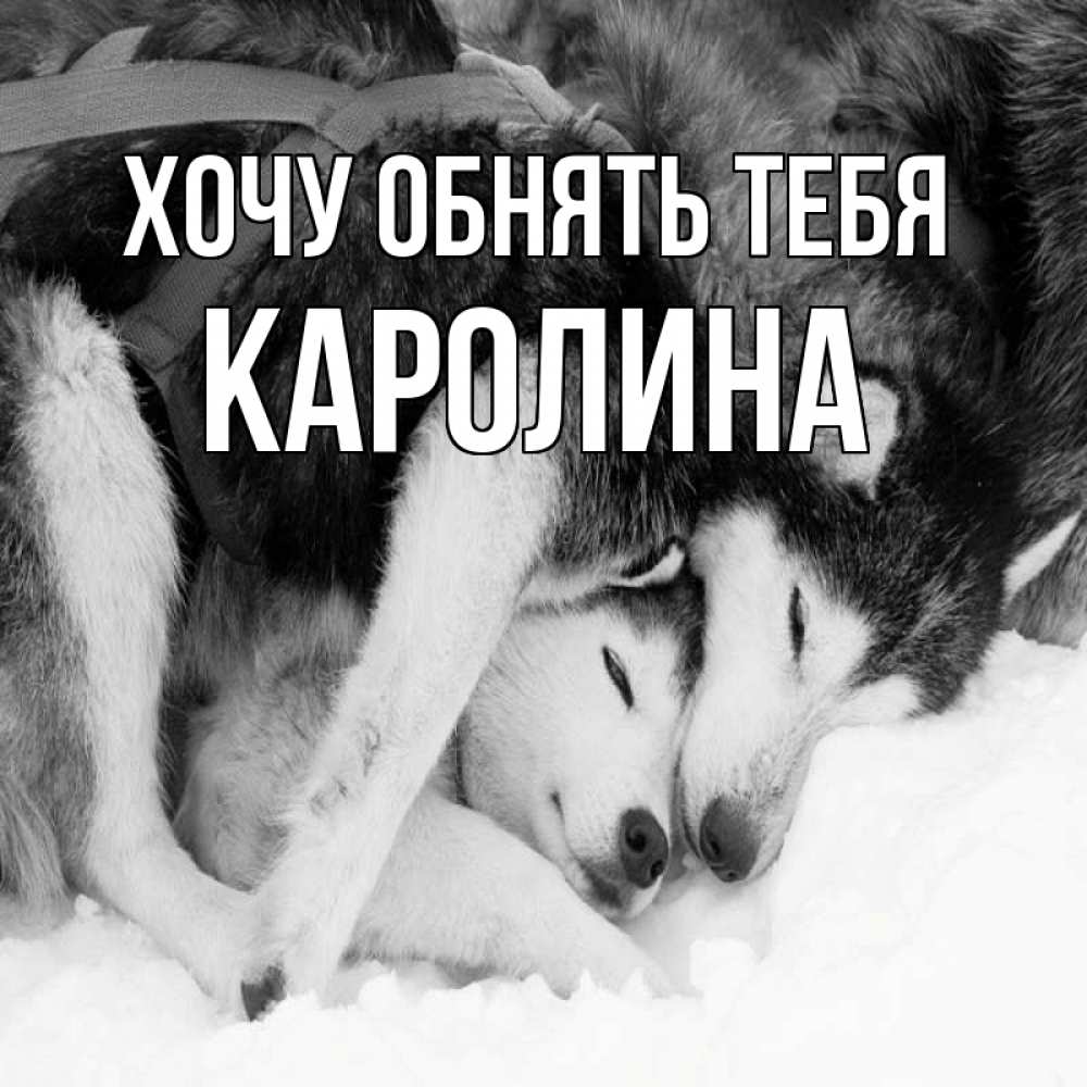 Открытка на каждый день с именем, Каролина Хочу обнять тебя собачки в упряжке Прикольная открытка с пожеланием онлайн скачать бесплатно 