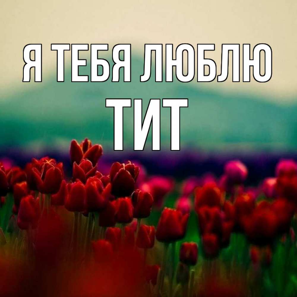Открытка на каждый день с именем, Тит Я тебя люблю тюльпаны 4 Прикольная открытка с пожеланием онлайн скачать бесплатно 