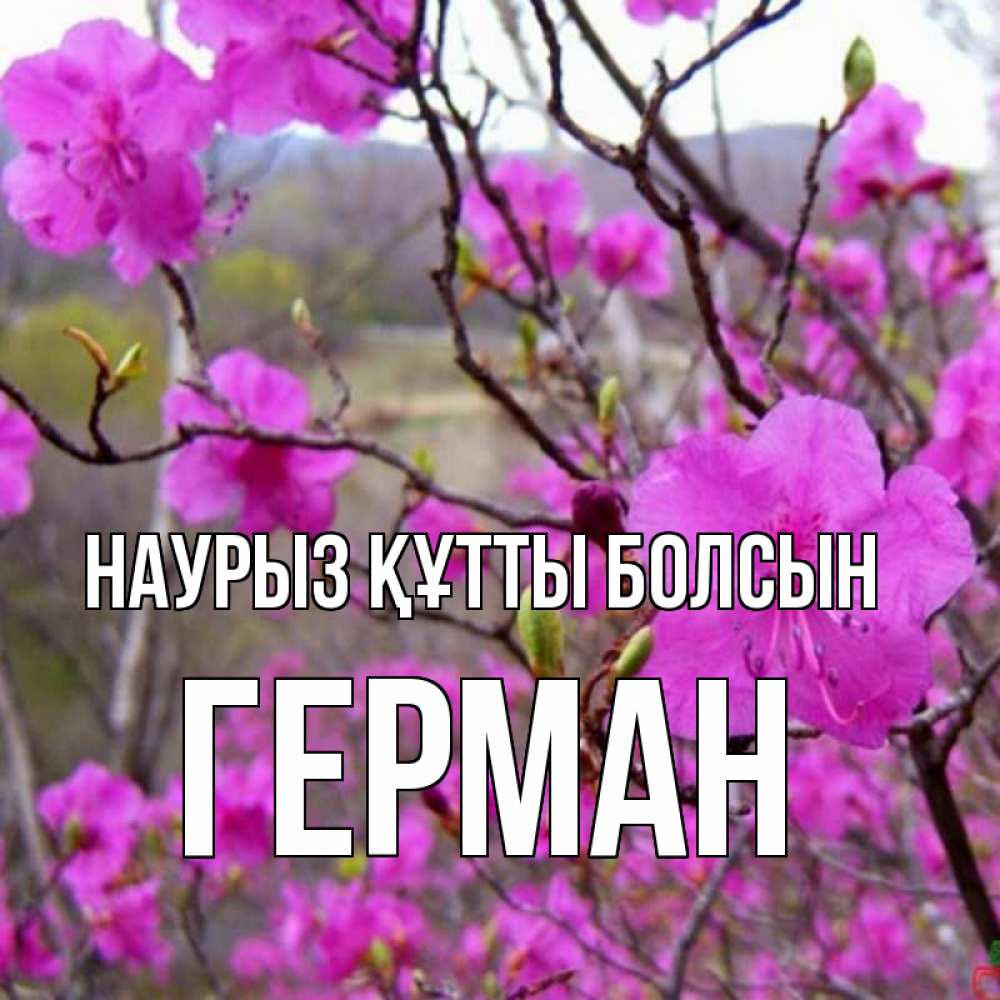 Открытка на каждый день с именем, Герман Наурыз құтты болсын наурыз мейрамы кутты болсын Прикольная открытка с пожеланием онлайн скачать бесплатно 