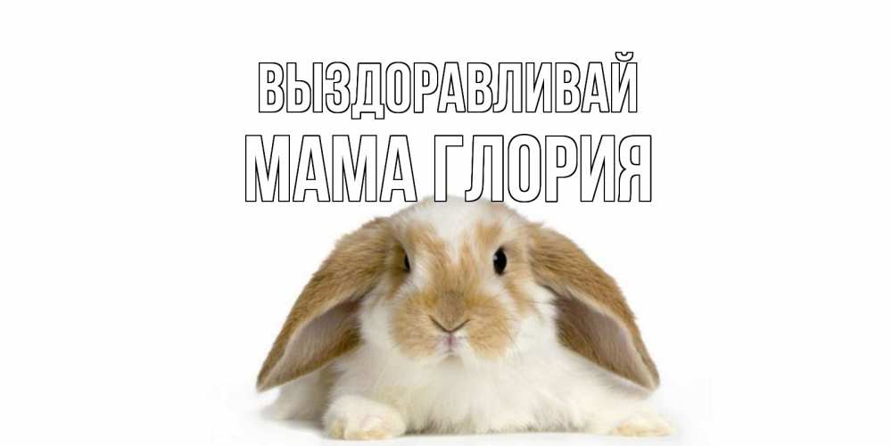 Открытка на каждый день с именем, Мама-Глория Выздоравливай вислоухий кролик белого и коричневого цвета Прикольная открытка с пожеланием онлайн скачать бесплатно 