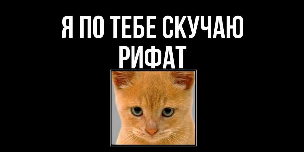 Открытка на каждый день с именем, Рифат Я по тебе скучаю открытки рыжий котенок скучает по тебе Прикольная открытка с пожеланием онлайн скачать бесплатно 
