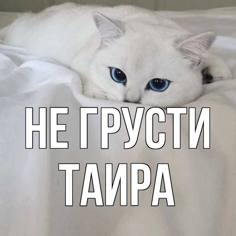 Открытка на каждый день с именем, Таира Не грусти белый кот с голубыми глазами на белоснежной кровати Прикольная открытка с пожеланием онлайн скачать бесплатно 