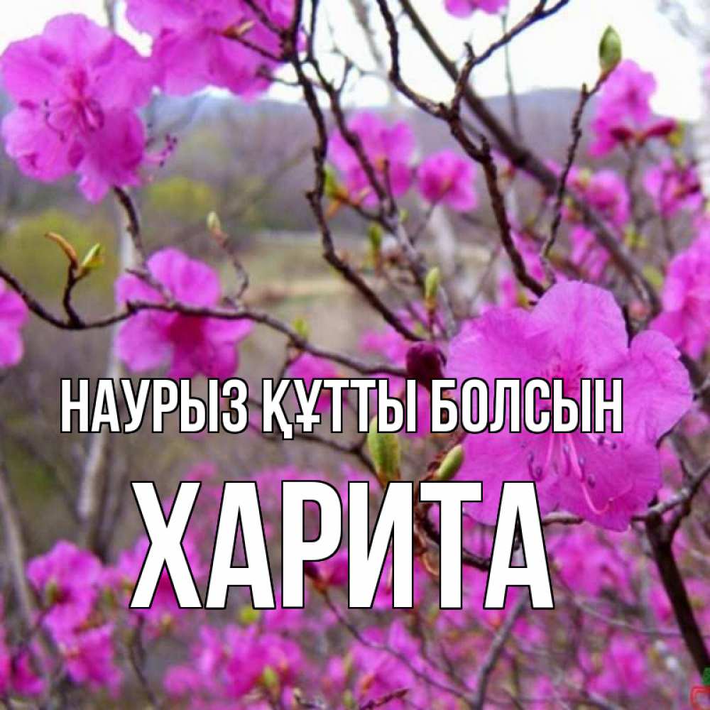 Открытка на каждый день с именем, Харита Наурыз құтты болсын наурыз мейрамы кутты болсын Прикольная открытка с пожеланием онлайн скачать бесплатно 