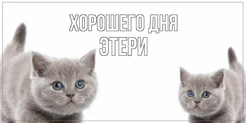 Открытка на каждый день с именем, Этери Хорошего дня открытка с котами Прикольная открытка с пожеланием онлайн скачать бесплатно 