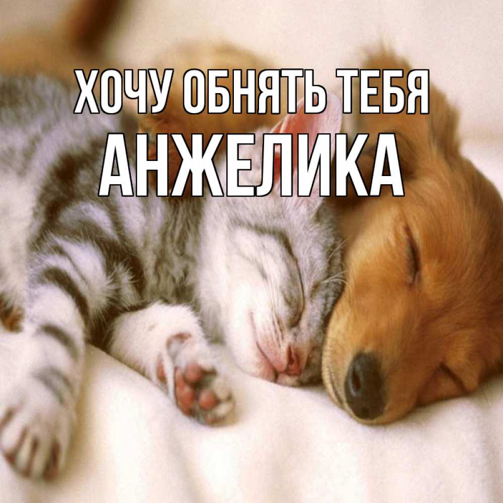 Открытка на каждый день с именем, анжелика Хочу обнять тебя пес и котенок Прикольная открытка с пожеланием онлайн скачать бесплатно 