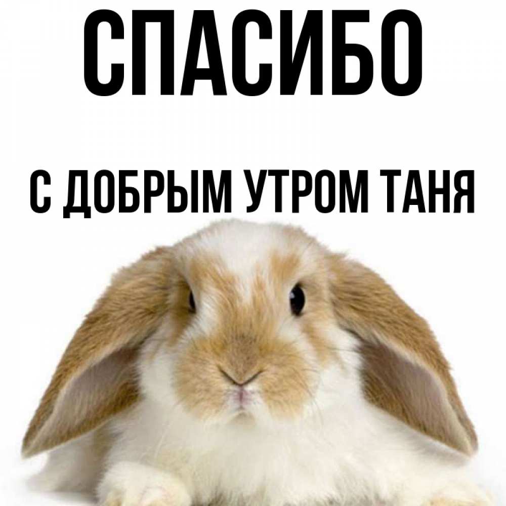 Доброе утро таня картинки