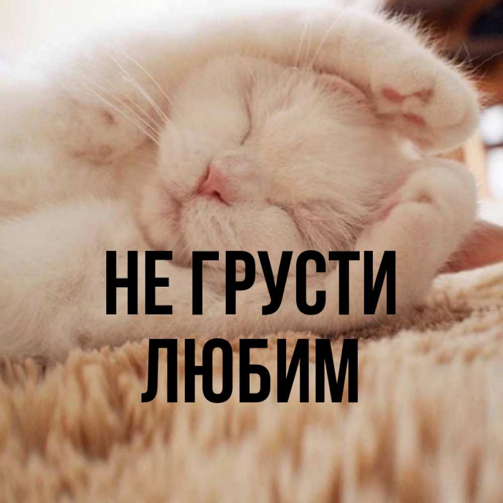 Открытка на каждый день с именем, Любим Не грусти Котенок спит Прикольная открытка с пожеланием онлайн скачать бесплатно 