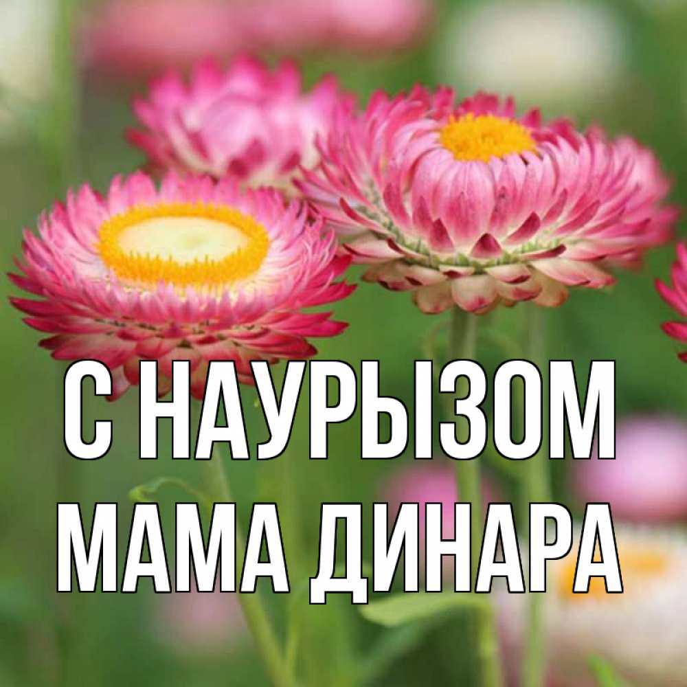 Открытка на каждый день с именем, Мама-Динара С наурызом подарок на международный женский день Прикольная открытка с пожеланием онлайн скачать бесплатно 