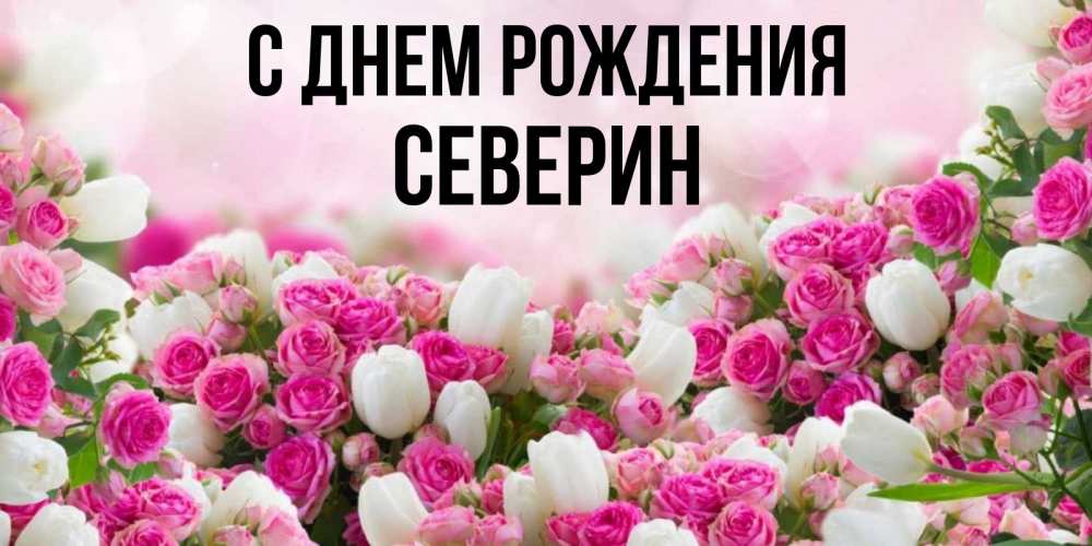 Открытка на каждый день с именем, Северин С днем рождения открытка с разными розами Прикольная открытка с пожеланием онлайн скачать бесплатно 
