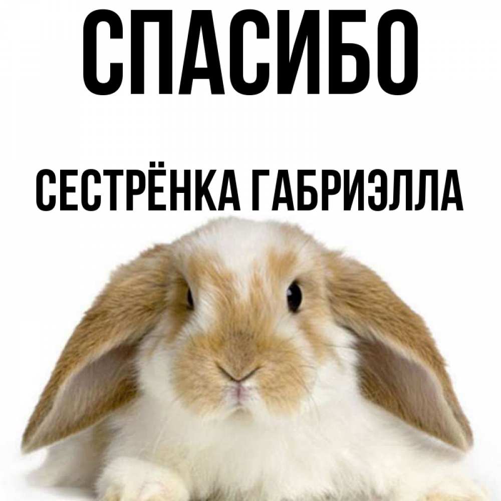 Открытка на каждый день с именем, Сестрёнка-Габриэлла Спасибо коричнево белый заяц Прикольная открытка с пожеланием онлайн скачать бесплатно 