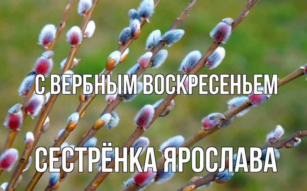 Открытка на каждый день с именем, Сестрёнка-Ярослава С вербным воскресеньем верба Прикольная открытка с пожеланием онлайн скачать бесплатно 
