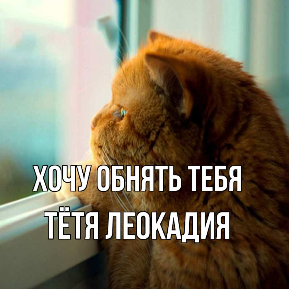 Открытка на каждый день с именем, Тётя-Леокадия Хочу обнять тебя большой огромный рыжий котяра Прикольная открытка с пожеланием онлайн скачать бесплатно 