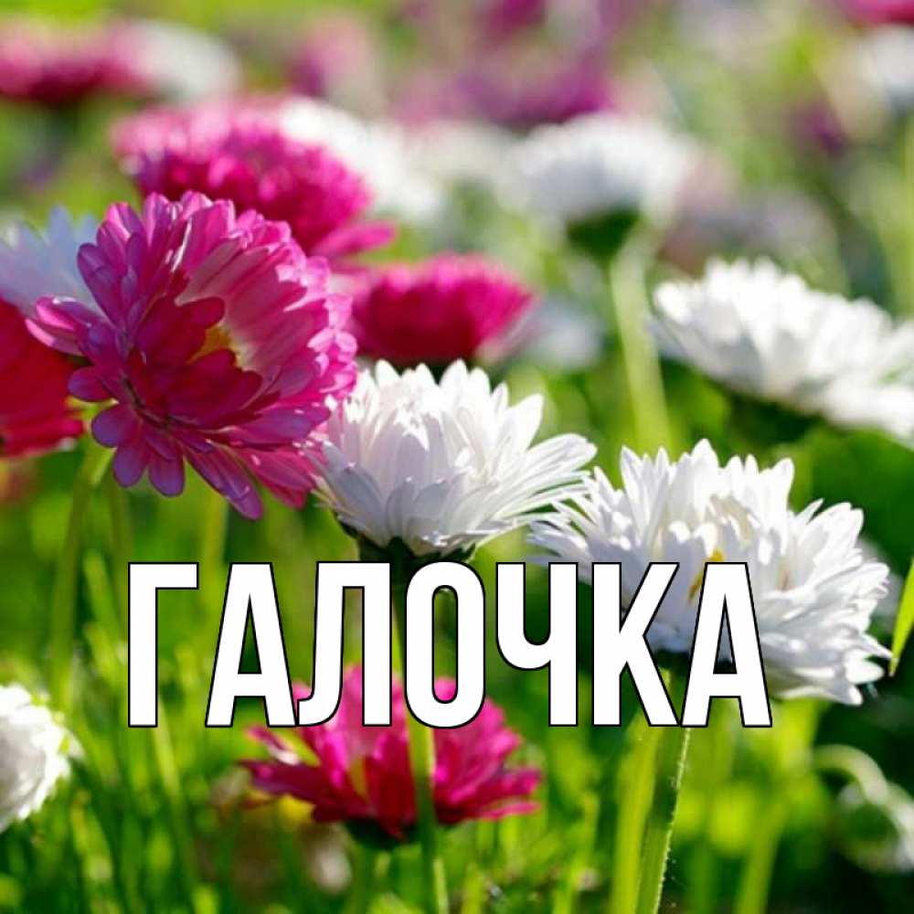Открытка на каждый день с именем, Галочка Главная праздник весны наурыз красота Прикольная открытка с пожеланием онлайн скачать бесплатно 