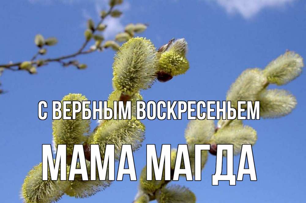 Открытка на каждый день с именем, Мама-Магда С вербным воскресеньем верба Прикольная открытка с пожеланием онлайн скачать бесплатно 