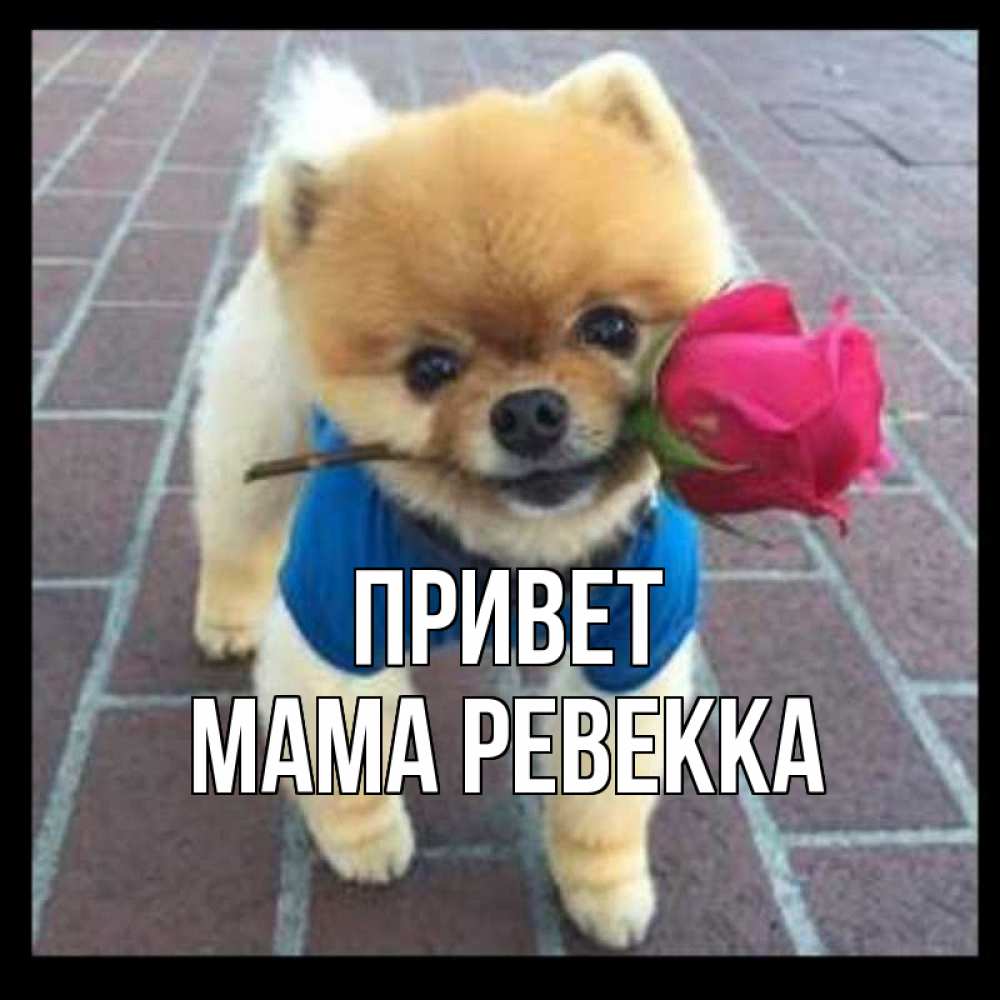 Открытка на каждый день с именем, Мама-Ревекка Привет роза в зубах у собаки Прикольная открытка с пожеланием онлайн скачать бесплатно 