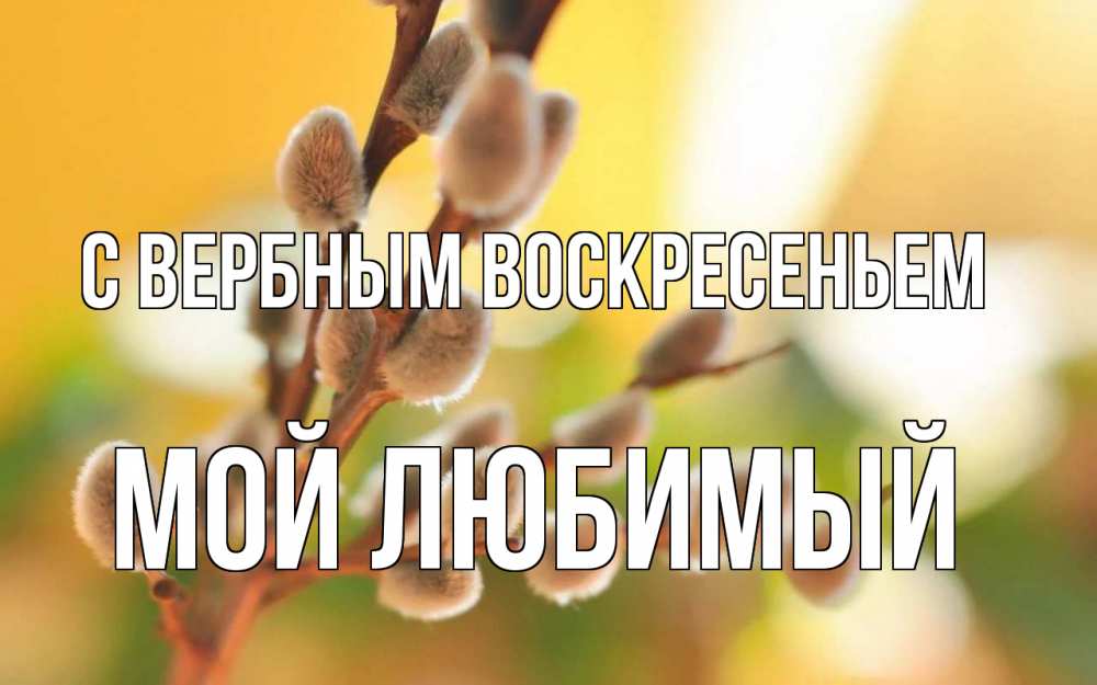 Открытка на каждый день с именем, Мой-Любимый С вербным воскресеньем верба Прикольная открытка с пожеланием онлайн скачать бесплатно 