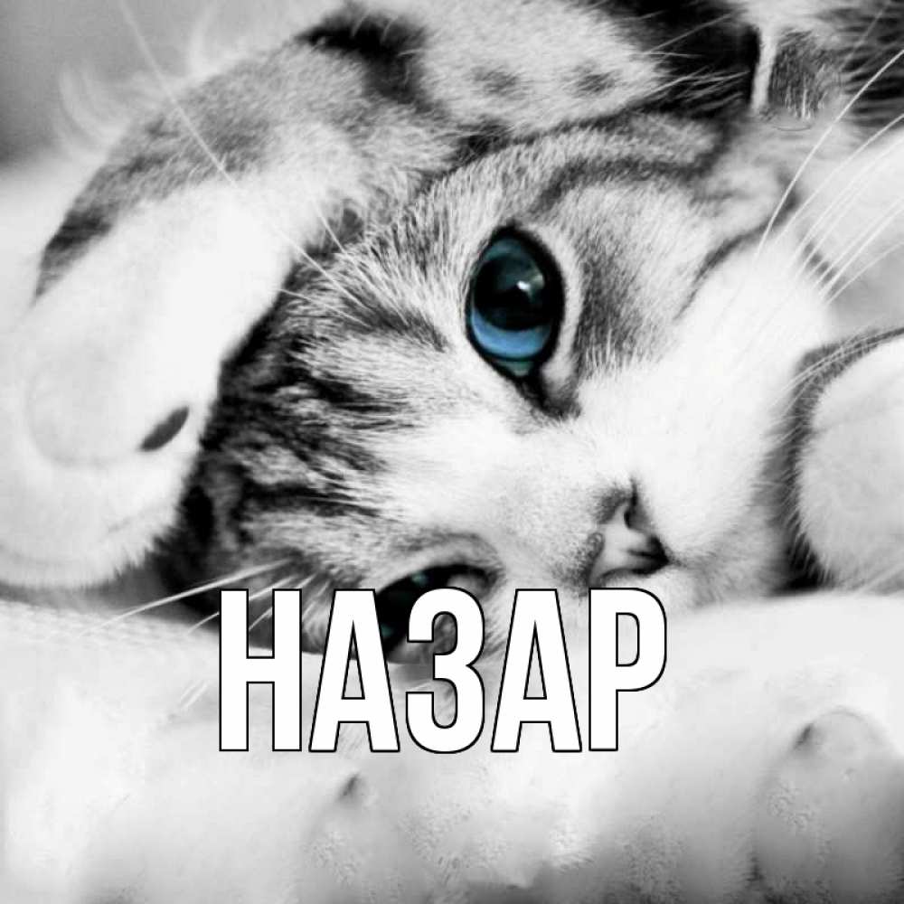 Открытка на каждый день с именем, Назар Главная кот устал Прикольная открытка с пожеланием онлайн скачать бесплатно 