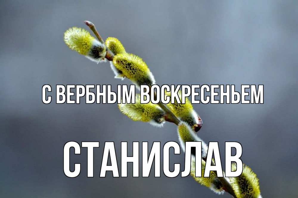 Открытка на каждый день с именем, Станислав С вербным воскресеньем верба Прикольная открытка с пожеланием онлайн скачать бесплатно 
